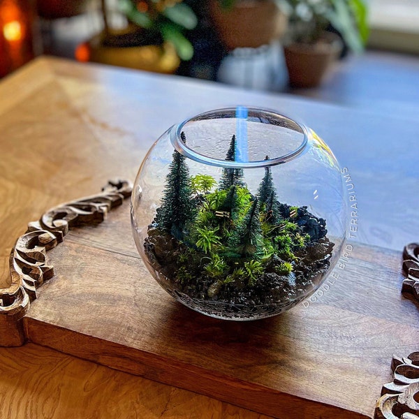 Pine Island Terrarium in Mini Glass Bowl