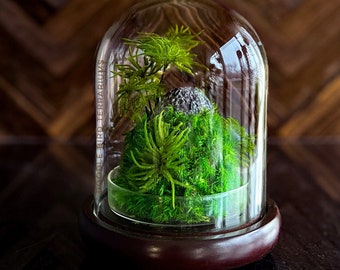 Terrarium Accent Decor for Luxury Living Zero Care