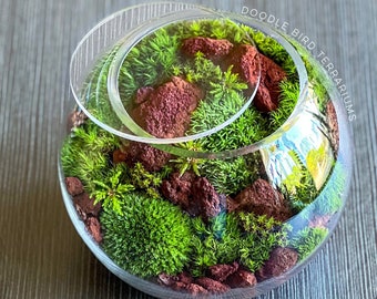 Verdant Haven Microcosm: Lush Moss & Red Lava Rock Glass Terrarium | Home Decor | Eco-Friendly Indoor Garden | Unique Handmade Gift