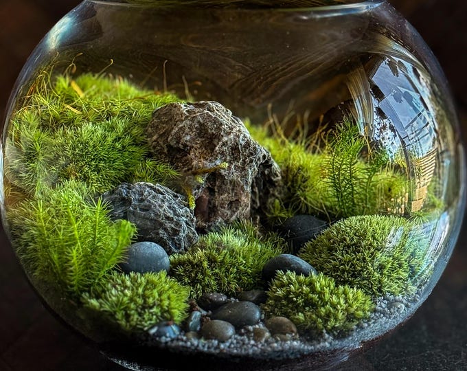 Featured listing image: Moss Landscape Terrarium – Forest Garden in Decorative Glass Bowl for Bookshelf Decor