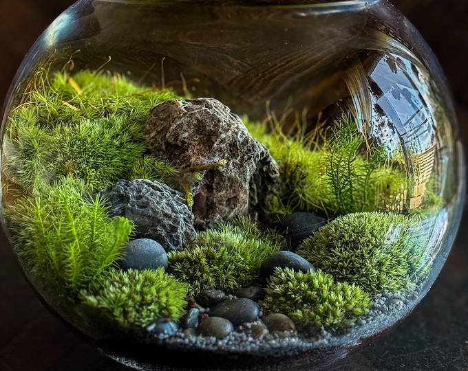 Featured listing image: Emerald Mountain Meadow Moss Terrarium for Bookshelves and Desk Decor