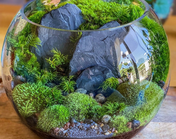Featured listing image: Handcrafted Moss Terrarium Bio-Bowl: Crystal Clear Glass Miniature Landscape with Live Plants and Easy Care Instructions for Beginners