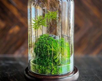 Glass Dome Terrarium with Preserved Moss - No Care Required