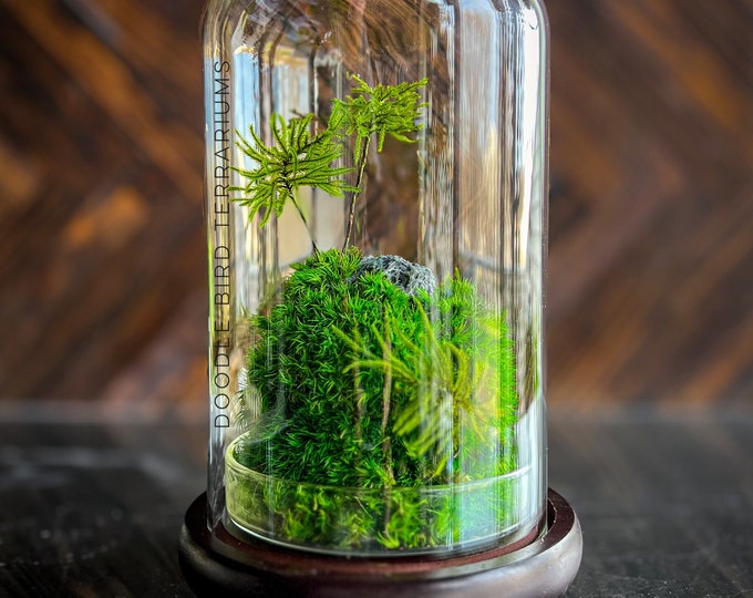 Featured listing image: Glass Dome Terrarium with Preserved Moss - No Care Required