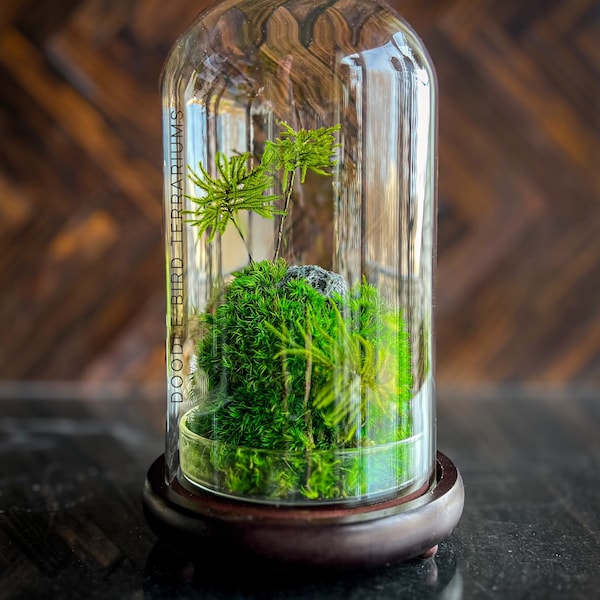 Modern Terrarium Etsy