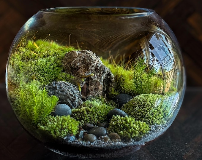Featured listing image: Live Moss Landscape Terrarium – Forest Garden in Decorative Glass Bowl for Bookshelf Decor