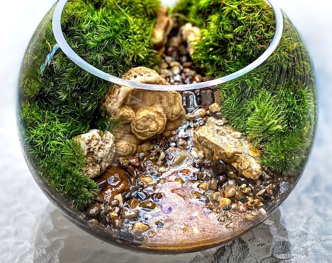 Featured listing image: Large Rocky Creek Terrarium with Live Native Plants