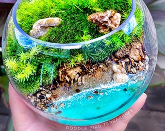 Mini Tropical Beach Terrarium with Live Plants