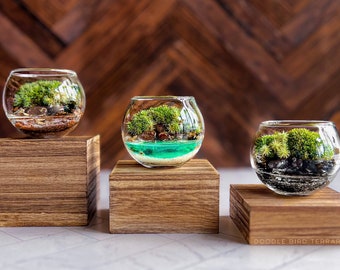 Conjunto de terrarios pequeños de arte: trío "Jardín de bolsillo" para decorar estantes en espacios reducidos.