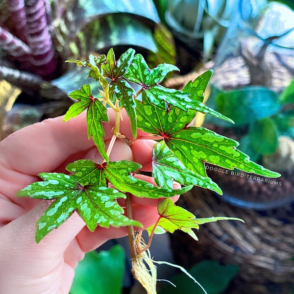 Terrarium Plant: Begonia dregei “Tweedle Dee”
