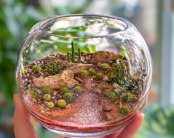 Decoración del suroeste: terrario con paisaje nativo del desierto de Sedona para el hogar o la oficina.