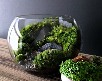 Gift of Life Terrarium with Easy Care Live Plants