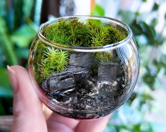 Little Lakeside Retreat - Pocket Garden Series Collectible Terrarium