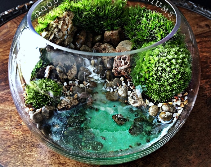 View of Doodle Bird Terrariums