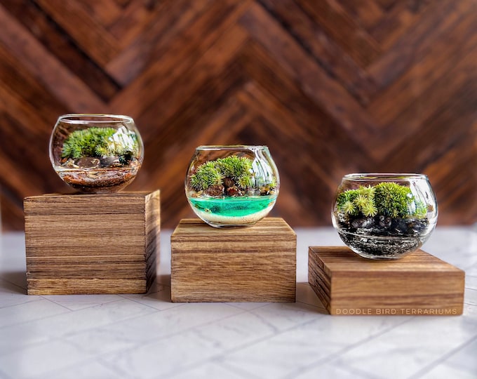 Featured listing image: Miniature Moss Terrarium Set - “Pocket Garden” Trio for Dorm Room and Small Space Decor