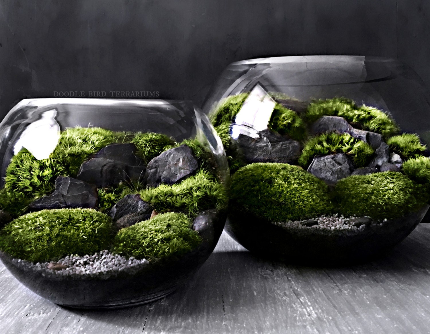 Large BioBowl Terrarium with Organic Woodland Plants 2 Sizes