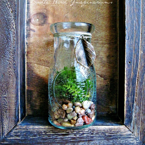 Milk Bottle Terrarium / Live Plants / Vintage Style Decor/ Milk Jar Planter