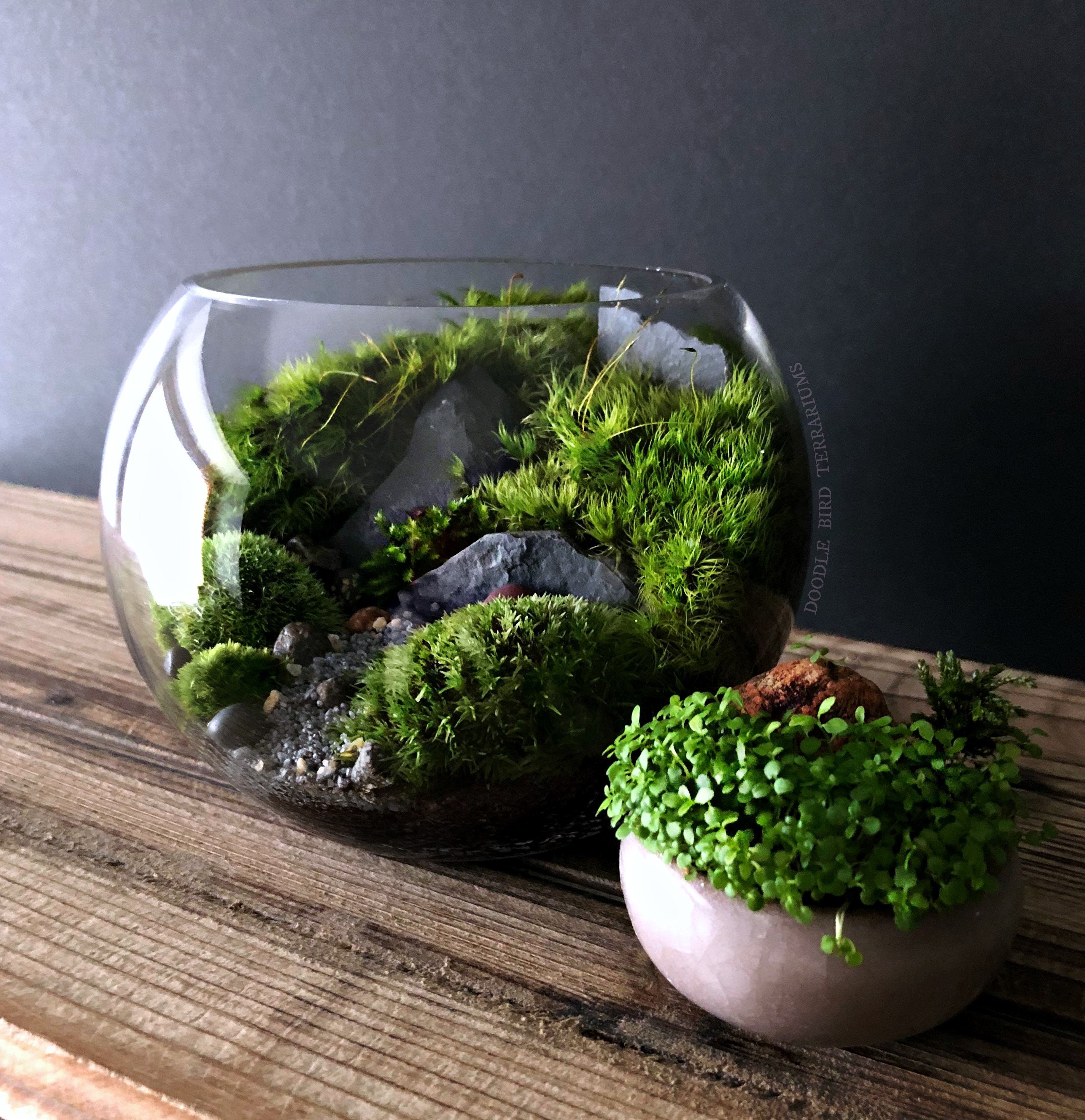 Moss Terrarium Garden in Glass Bowl Lid