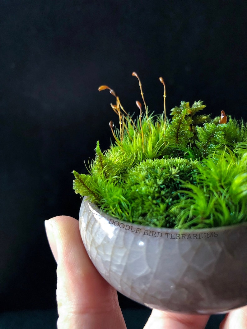 May include: A small, round, gray ceramic pot with a textured surface. The pot is filled with a variety of green moss and has a few brown stems growing out of it. The text "Doodle Bird Terrariums" is printed on the side of the pot.
