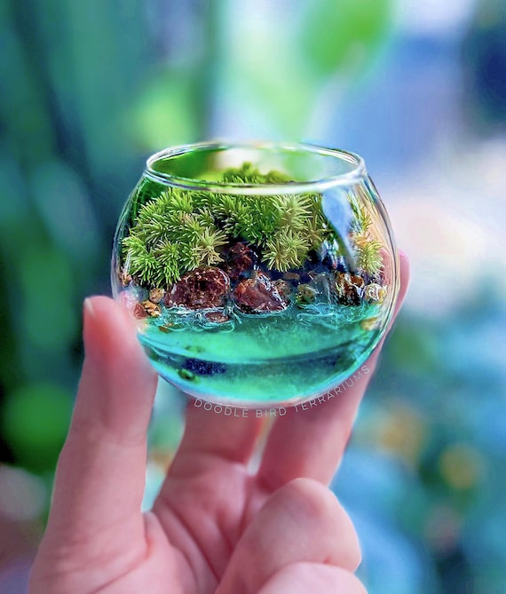 Miniature Moss Terrarium: Ocean Ecosystem for Desk or Shelf, 2" Pocket  Garden - Etsy