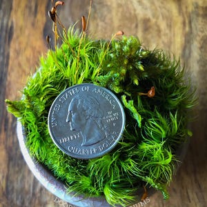 Kusamono Moss Garden: Miniature Japanese Terrarium with Optional Glass Dome Bild 5