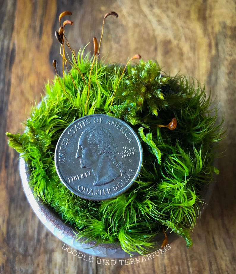 Kusamono Moss Garden: Miniature Japanese Terrarium with Optional Glass Dome Bild 5