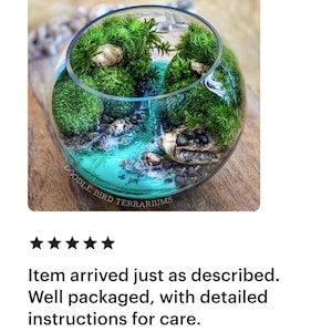 May include: A handcrafted terrarium in a clear glass bowl. The miniature landscape features vibrant green moss, small stones, and a turquoise-colored base, creating a miniature ecosystem. The text "DOODLE BIRD TERRARIUMS" is visible.