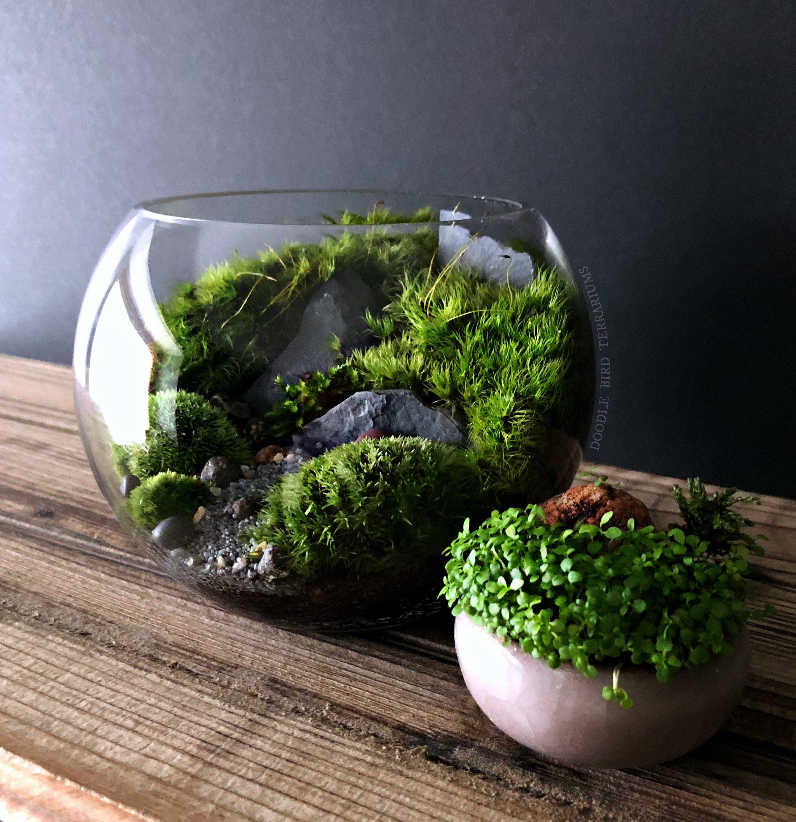 Large BioBowl Terrarium with Organic Woodland Plants