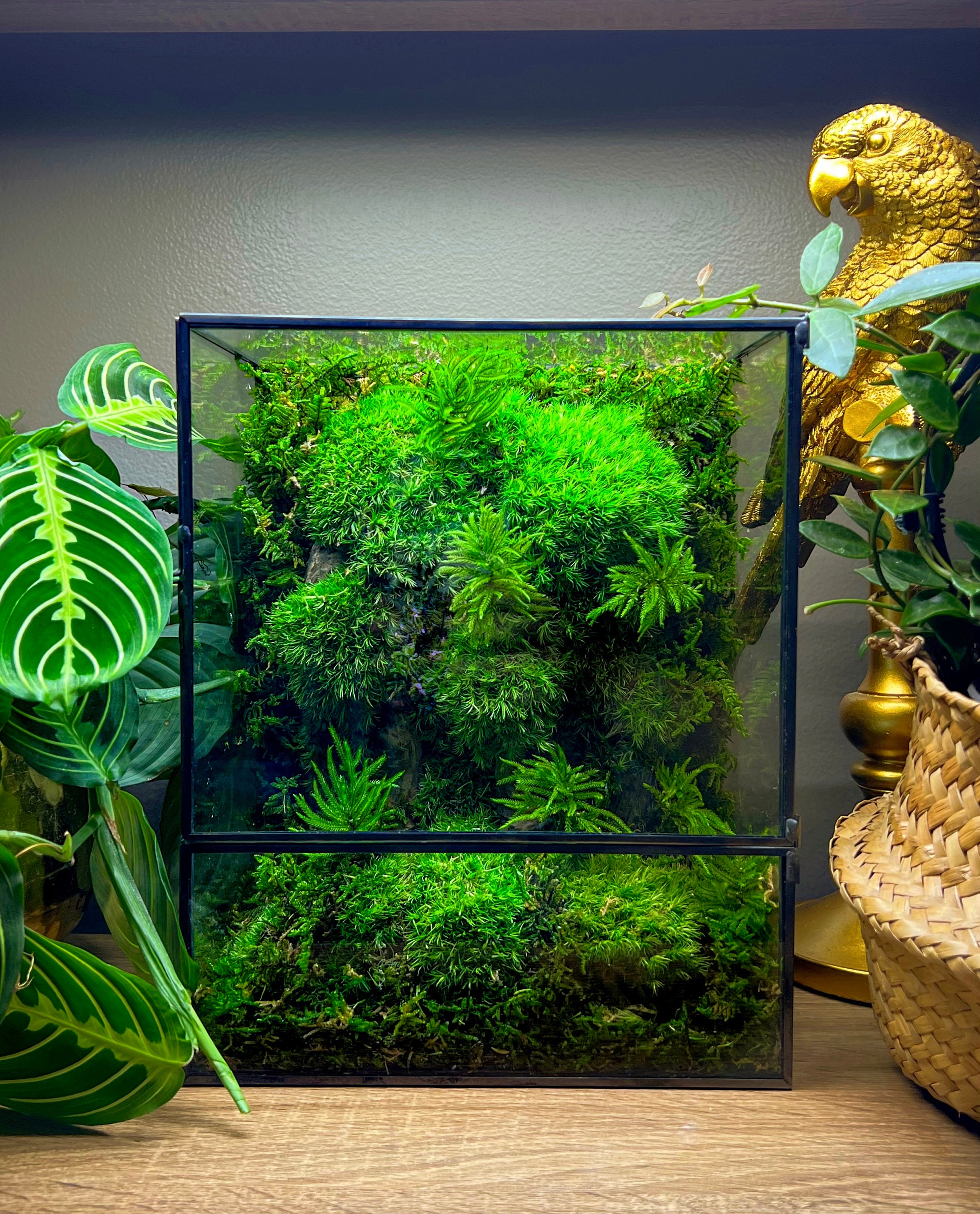 Moss Box Terrarium with Preserved Plants No Care Required