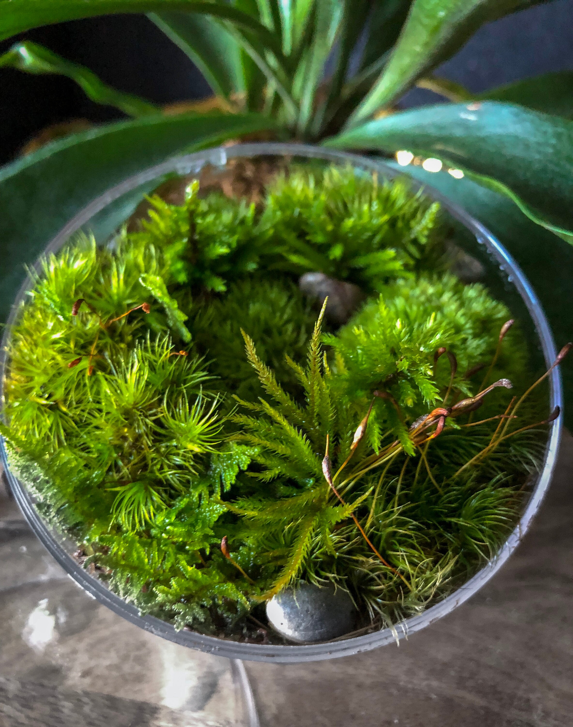 Mini Orb Desk Terrarium Kit with Live Moss Plants