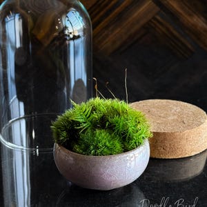 K&ouml;nnte beinhalten: Eine kleine, runde, hellviolette Keramik-Terrarienschale gef&uuml;llt mit leuchtend gr&uuml;nem Moos. Eine transparente Glasglocke und ein Korksockel befinden sich in der N&auml;he. Das Terrarium steht auf einer schwarzen Oberfl&auml;che. Der Text "Doodle Bird Terrariums" befindet sich unten rechts.