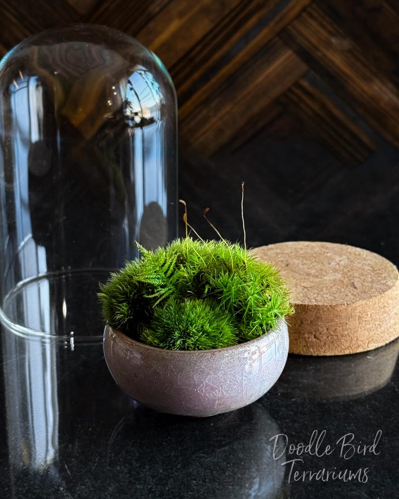 K&ouml;nnte beinhalten: Eine kleine, runde, hellviolette Keramik-Terrarienschale gef&uuml;llt mit leuchtend gr&uuml;nem Moos. Eine transparente Glasglocke und ein Korksockel befinden sich in der N&auml;he. Das Terrarium steht auf einer schwarzen Oberfl&auml;che. Der Text "Doodle Bird Terrariums" befindet sich unten rechts.