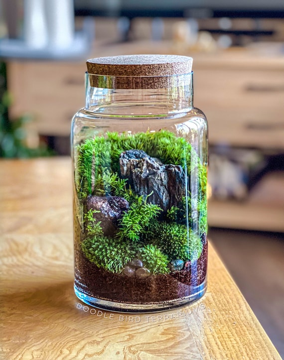 Cubeta Comiendo Mareo Terrario de musgo de bosque en pilar de vidrio grande - Etsy España