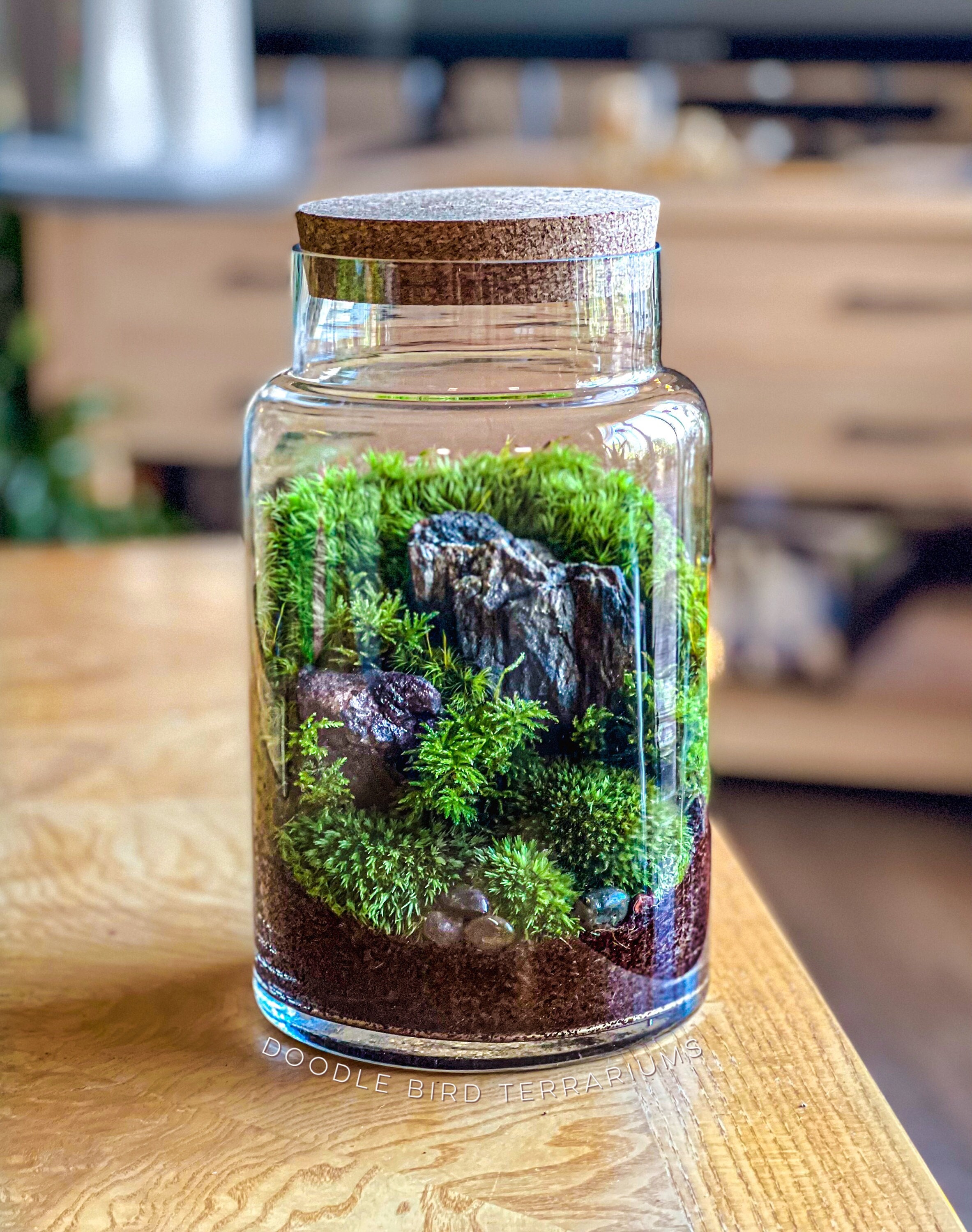 Verdwijnen hartstochtelijk Aanpassen Woodland Moss Terrarium in Large Glass Pillar - Etsy
