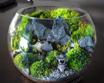 May include: A clear glass terrarium with a miniature landscape. Inside, there are green moss, gray rocks, and a small stone lantern. The terrarium is labeled "Doodle Bird Terrariums" along the bottom edge.