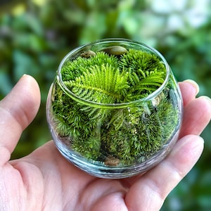 Pocket Garden: Tiny Eden Miniature Moss Terrarium Collectible