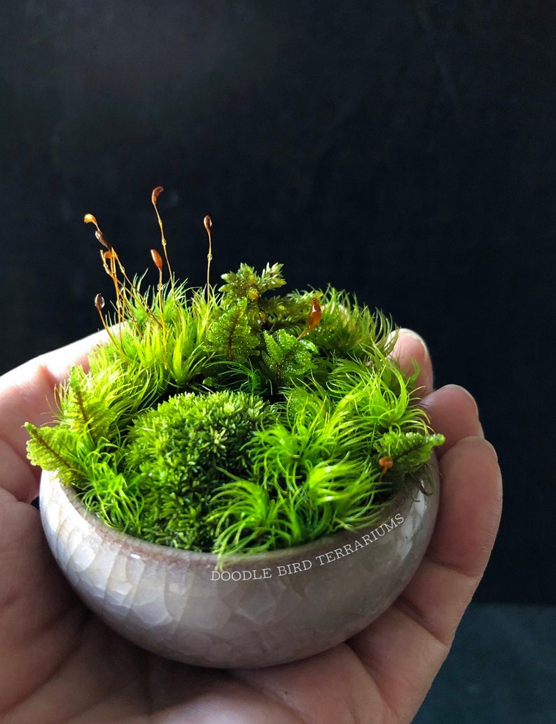 May include: A small white ceramic pot with a textured surface. The pot is filled with a variety of green moss and has the words 'Doodle Bird Terrariums' printed on the side.