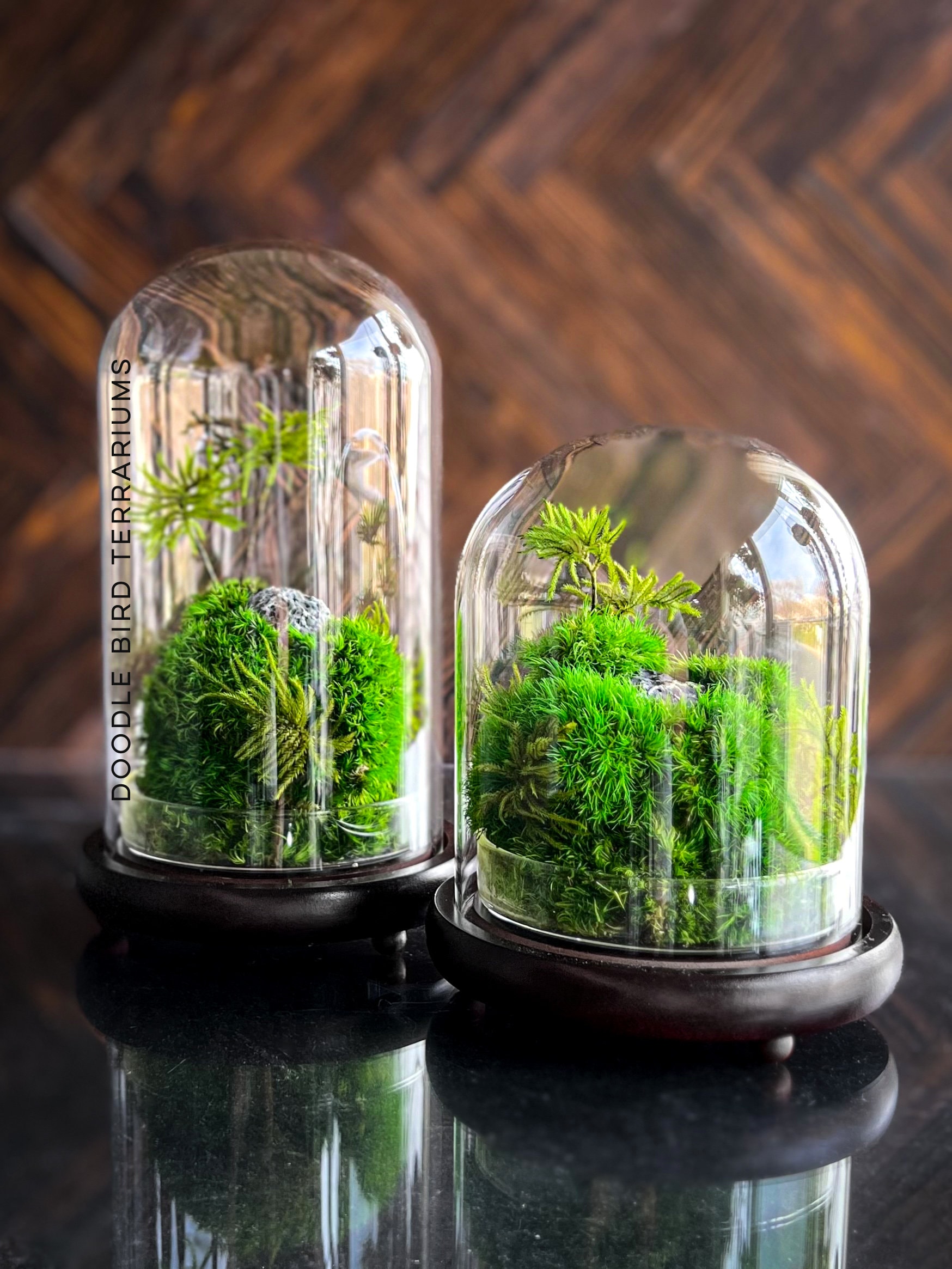 No Fuss, No Water, Moss Terrarium