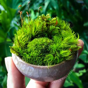 Kusamono Moss Garden: Miniature Japanese Terrarium with Optional Glass Dome Bild 7