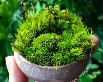 Moss Garden: Miniature Plants in Ceramic Planter and Optional Glass Terrarium