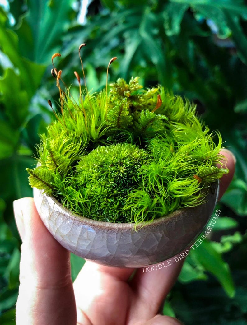 Kusamono Moss Garden: Miniature Japanese Terrarium with Optional Glass Dome Bild 7