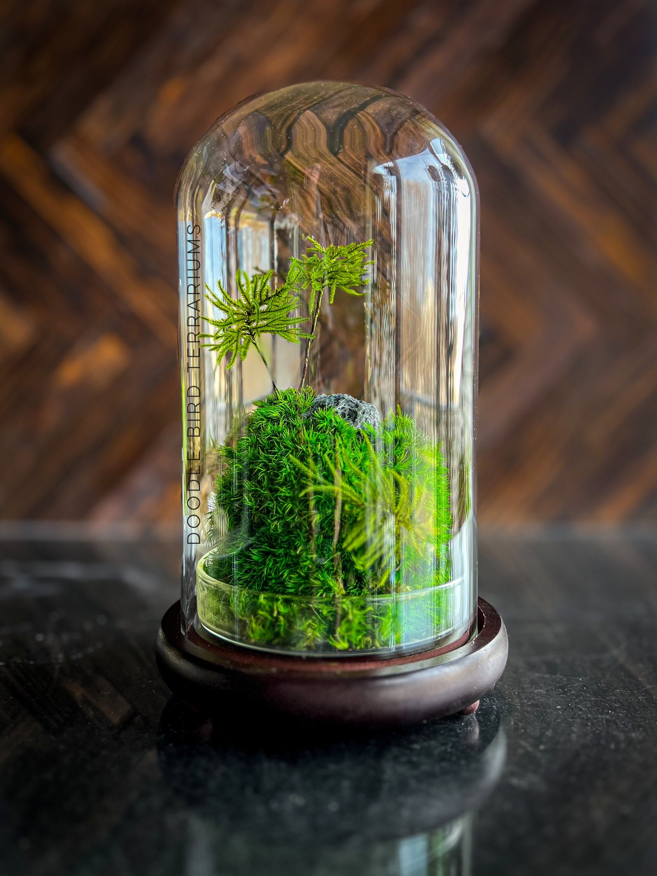 Preserved Moss Terrarium Kit – ContemplativeObjects