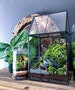 Greenhouse Terrarium Case with Live Plants 