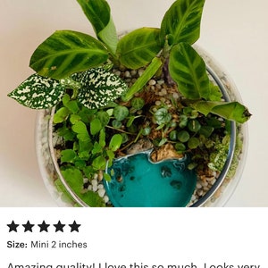 May include: A small glass terrarium with a variety of green plants, a miniature blue lake, and white pebbles. The terrarium is 2 inches in diameter.