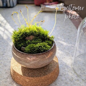 Kusamono Moss Garden: Miniature Japanese Terrarium with Optional Glass Dome Bild 13