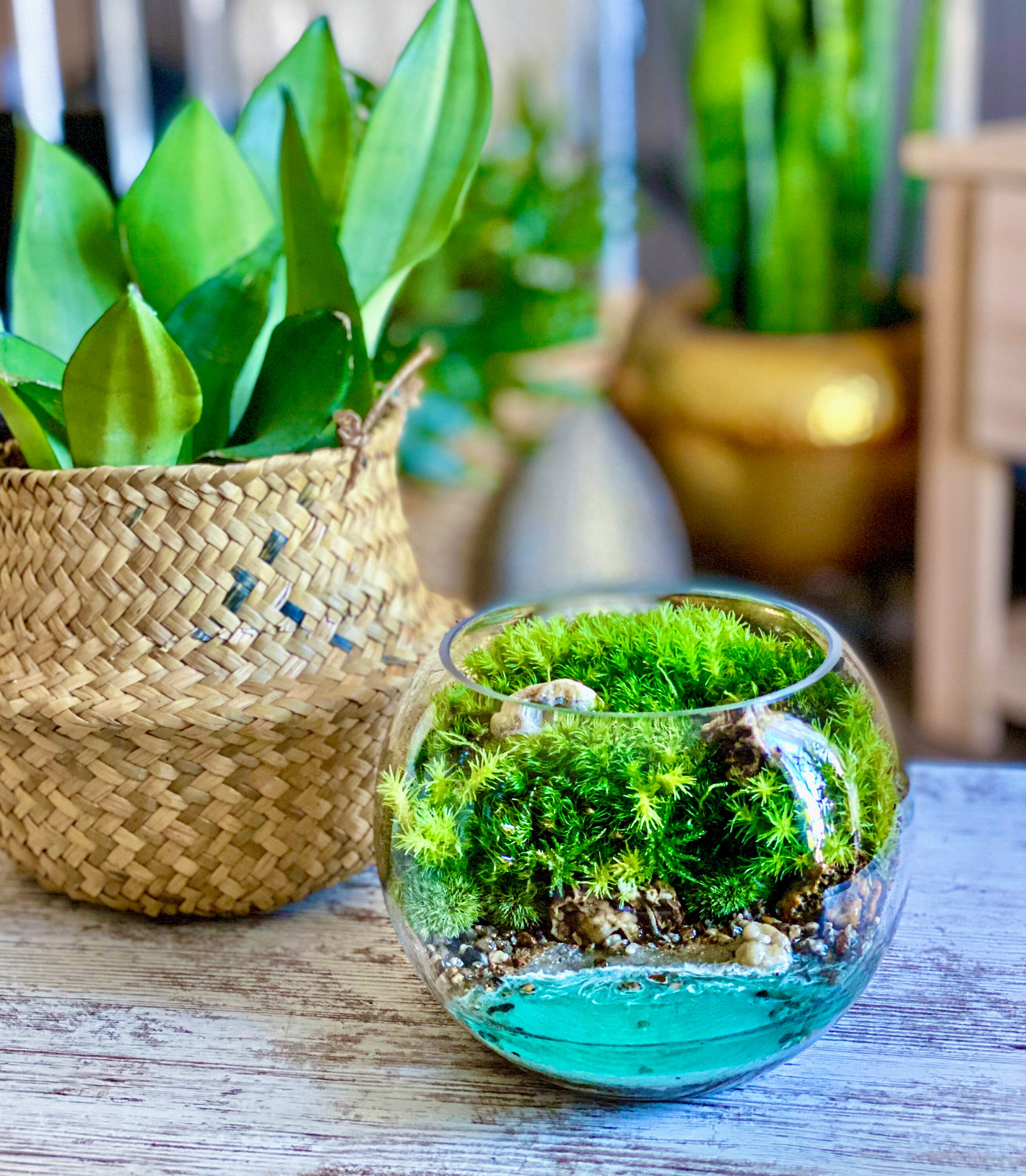 Coastal Terrarium with Beach and Live Moss - Glass - Pebbles - Sand from  Apollo Box