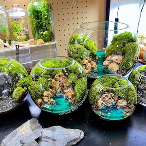 May include: A collection of glass terrariums filled with vibrant green moss, small rocks, and miniature waterfalls. Some terrariums have a turquoise-colored base, creating a miniature landscape. The text "Doodle Bird Terrariums" is visible on one of the terrariums.