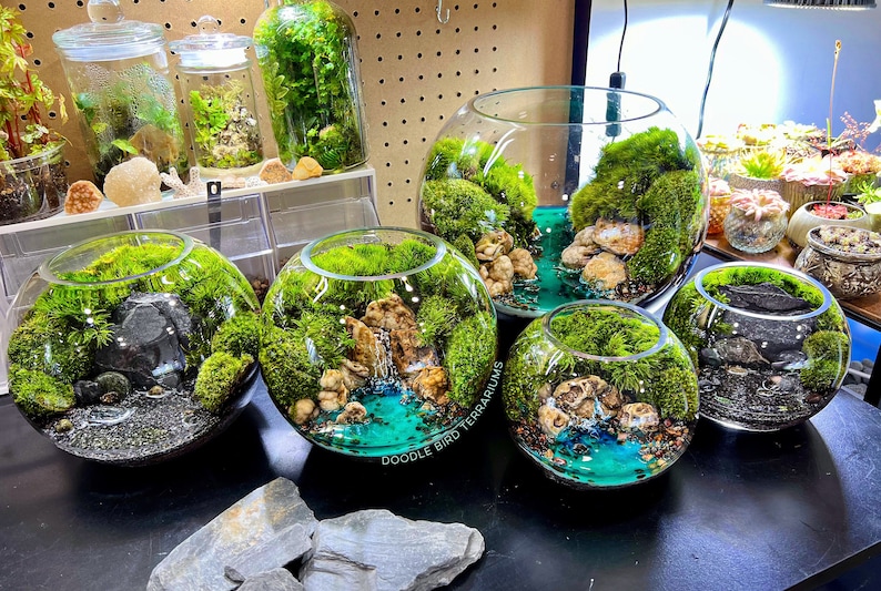 May include: A collection of glass terrariums filled with vibrant green moss, small rocks, and miniature waterfalls. Some terrariums have a turquoise-colored base, creating a miniature landscape. The text "Doodle Bird Terrariums" is visible on one of the terrariums.
