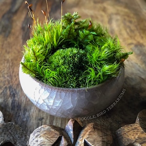 K&ouml;nnte beinhalten: Ein rustikales Holzschild mit dem handgeschriebenen Text "Welcome". Das Schild hat eine verwitterte Oberfl&auml;che und ein schlichtes, einladendes Design, ideal f&uuml;r eine Veranda oder einen Eingangsbereich.