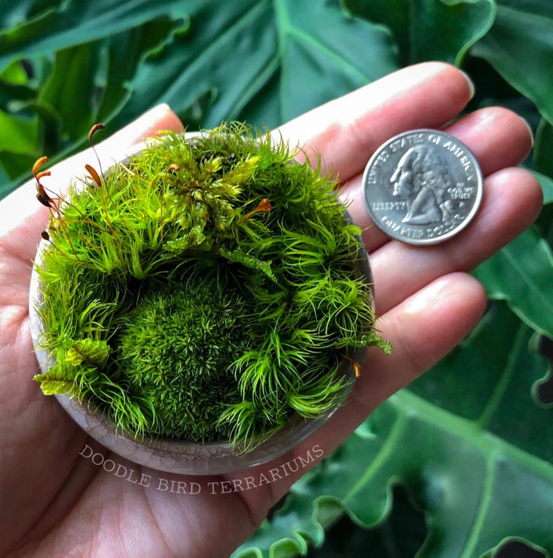 K&ouml;nnte beinhalten: Rustikales Holzschild mit dem wei&szlig;en Schriftzug "Welcome to our home". Das Schild hat eine verwitterte Oberfl&auml;che und ein schlichtes, einladendes Design.